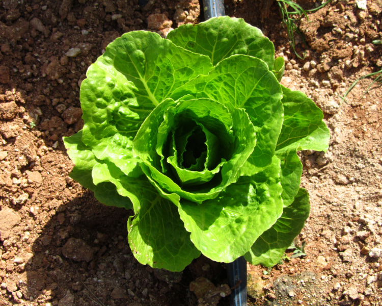 Lettuce planted in an orchard